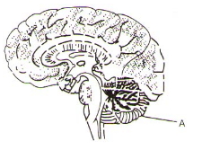 Question diagram