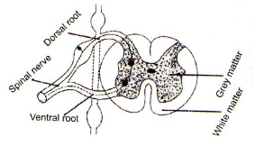 Solution diagram
