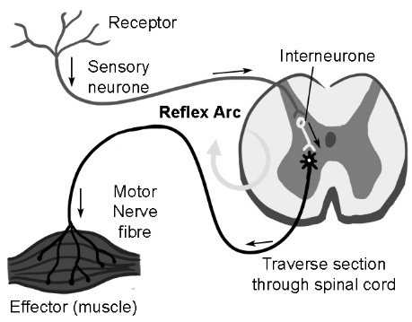Solution diagram