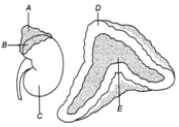 Question diagram
