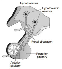 Solution diagram