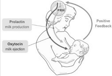 Solution diagram