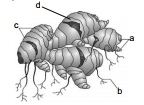 Question diagram