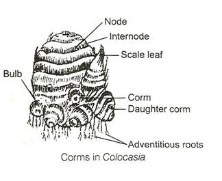 Solution diagram
