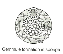 Solution diagram