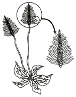 Question diagram