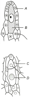Question diagram