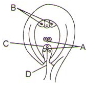 Question diagram