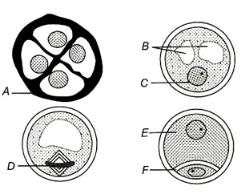 Question diagram