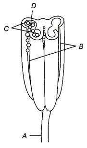 Question diagram