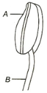 Question diagram