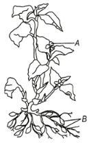 Question diagram