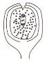 Question diagram