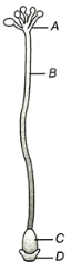 Question diagram