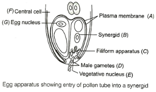 Solution diagram