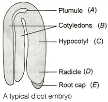 Solution diagram
