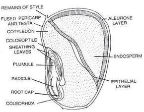 Solution diagram