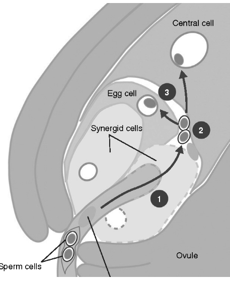 Solution diagram