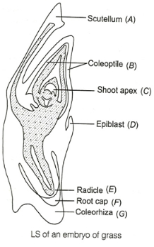 Solution diagram