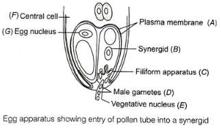 Solution diagram