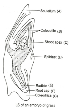 Solution diagram