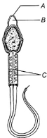 Question diagram