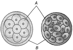 Question diagram