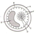 Question diagram