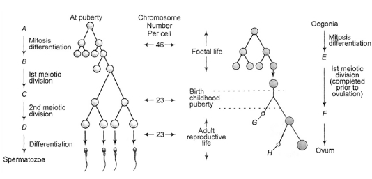 Question diagram