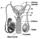 Question diagram