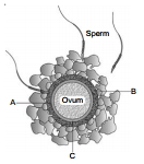 Question diagram