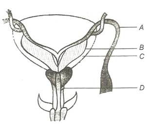 Question diagram