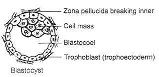 Solution diagram