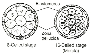 Solution diagram