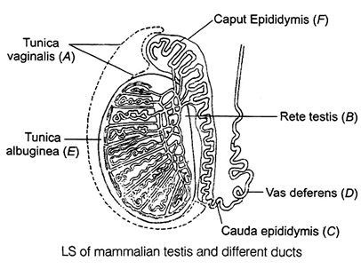 Solution diagram