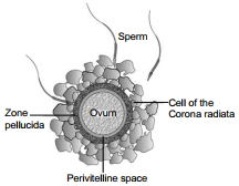 Solution diagram