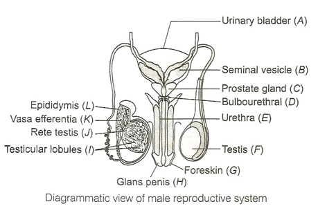 Solution diagram