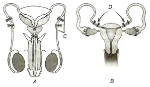 Question diagram