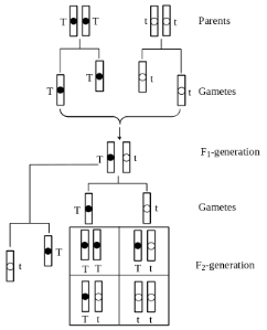Question diagram