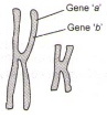 Question diagram