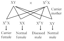 Solution diagram