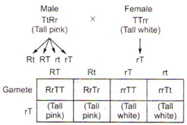 Solution diagram