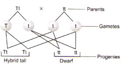 Solution diagram