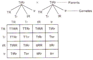 Solution diagram