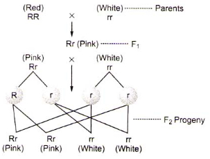 Solution diagram