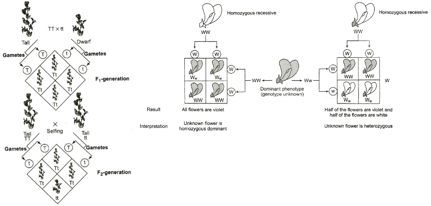 Solution diagram