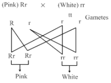 Solution diagram