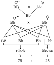 Solution diagram