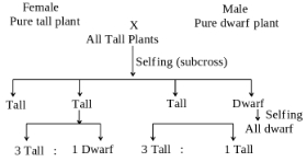 Solution diagram