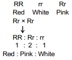 Solution diagram